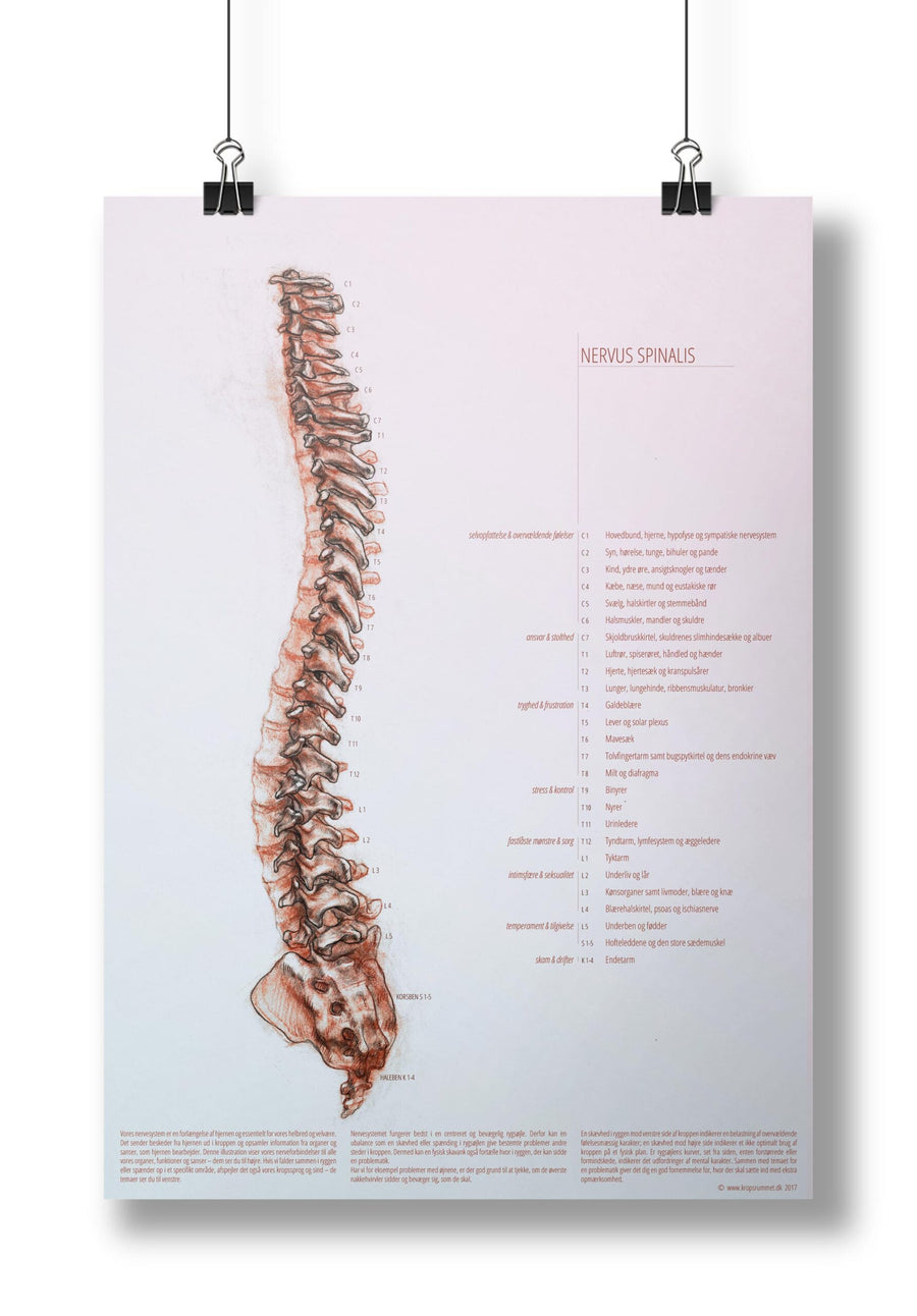 Nervus Spinalis (50x70 / A3)